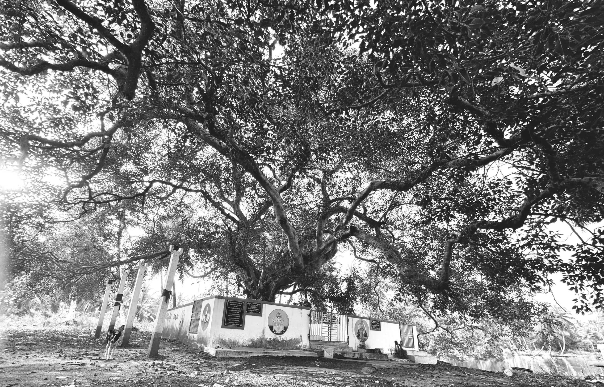 Sacred Tree 1